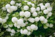 niće drvo ili žbun listopadne vrste divnih cvetova oblik lopte bele boje 
vrlo je dekorativan u proleće
sadnica je zasadjena i lepo užiljena 